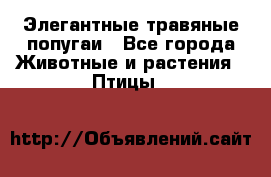 Элегантные травяные попугаи - Все города Животные и растения » Птицы   